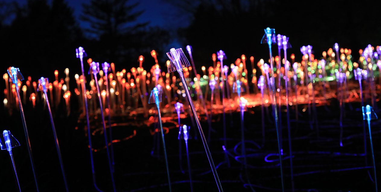jeju light art festa south korea open until august 2019 arboretum lights 2018